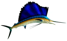 78 INCH SAILFISH