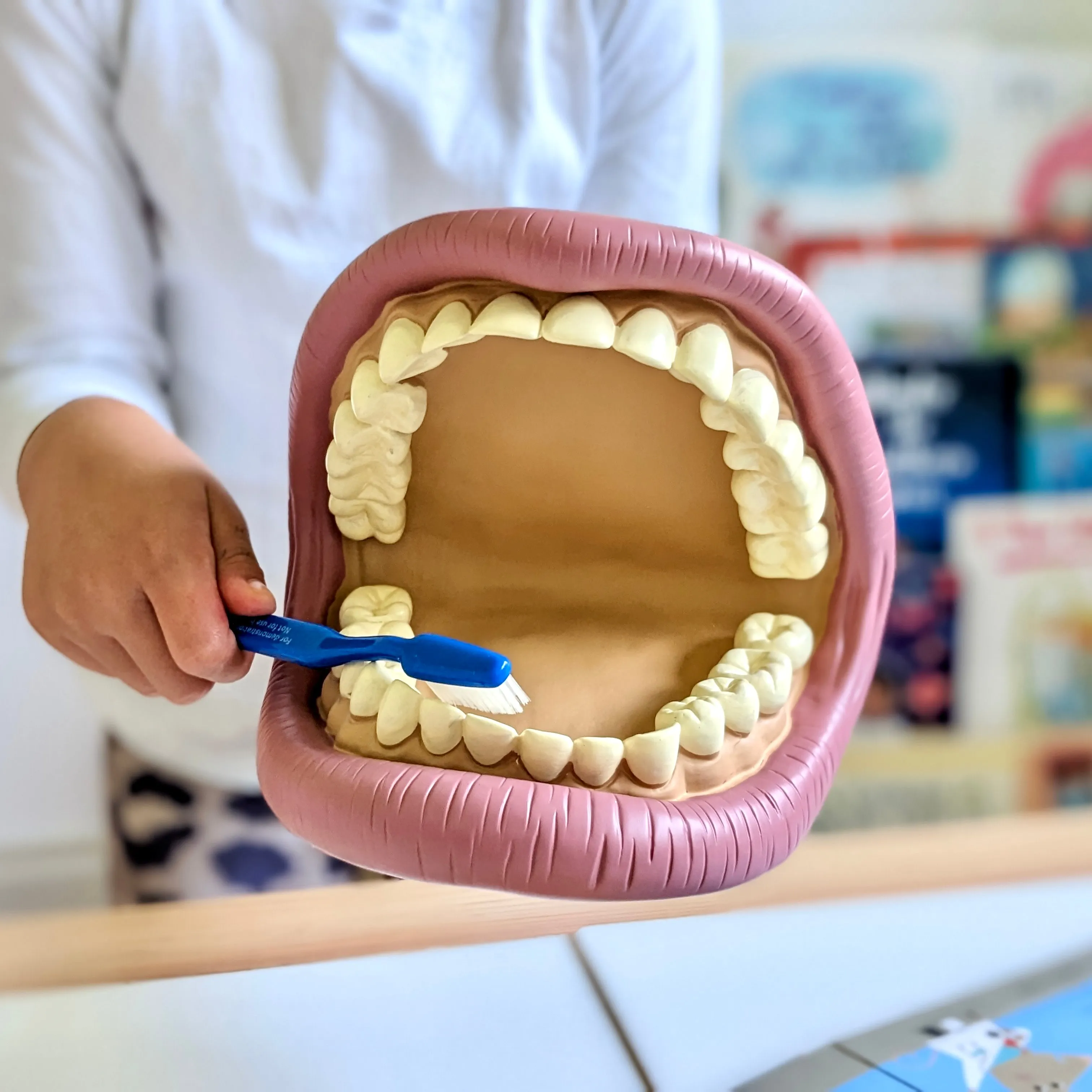 Giant Teeth Demonstration Model Early Science STEM Toys 3yrs 