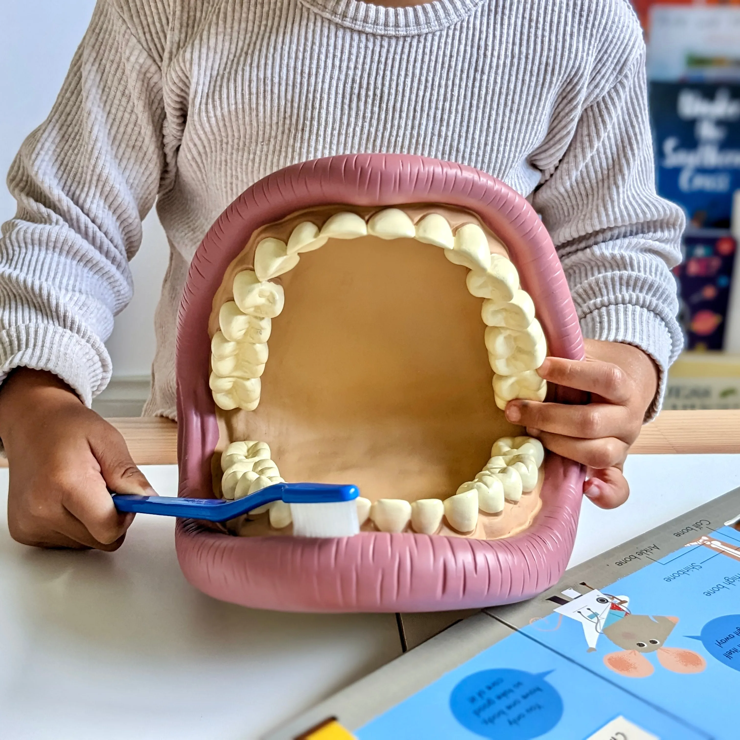 Giant Teeth Demonstration Model Early Science STEM Toys 3yrs 