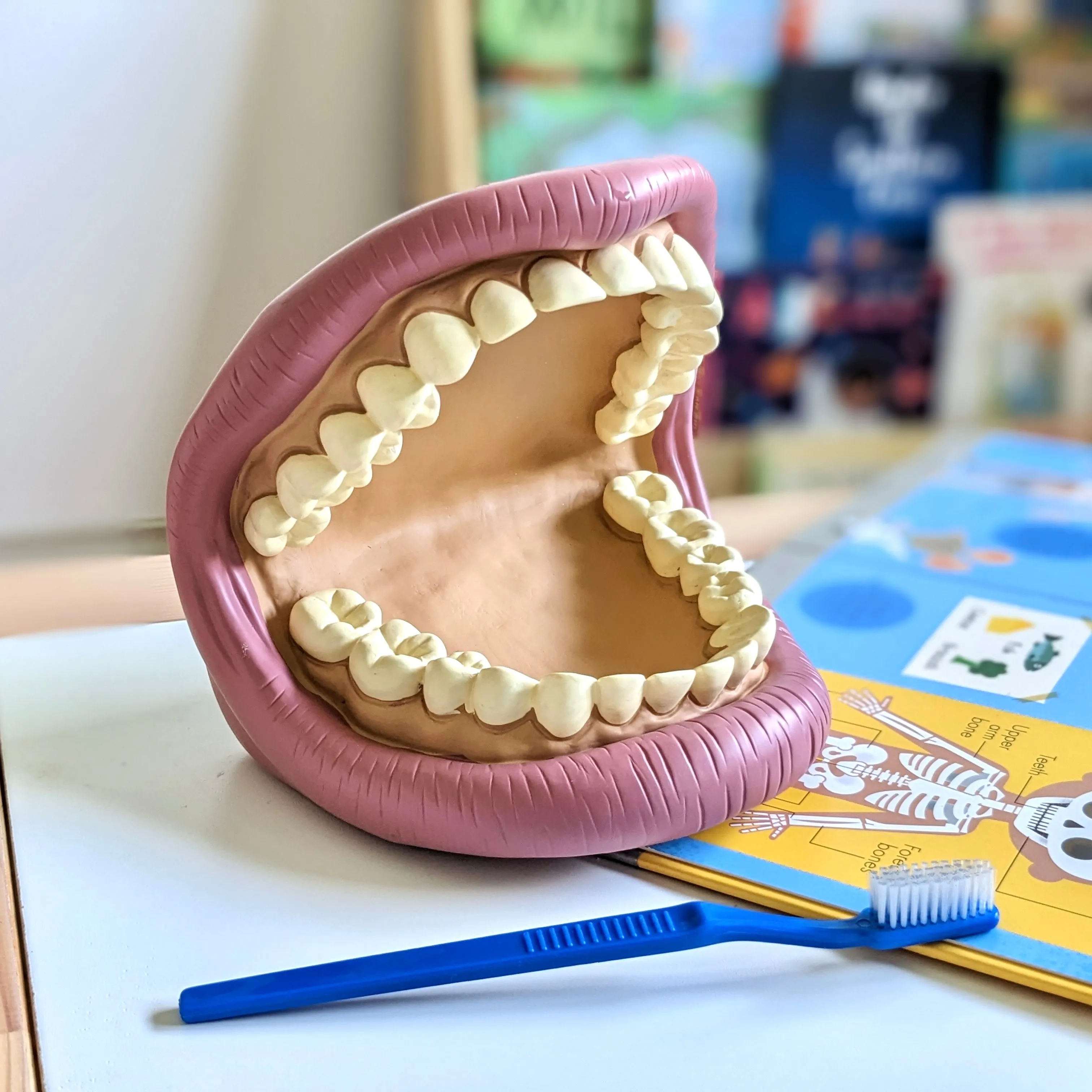 Giant Teeth Demonstration Model Early Science STEM Toys 3yrs 