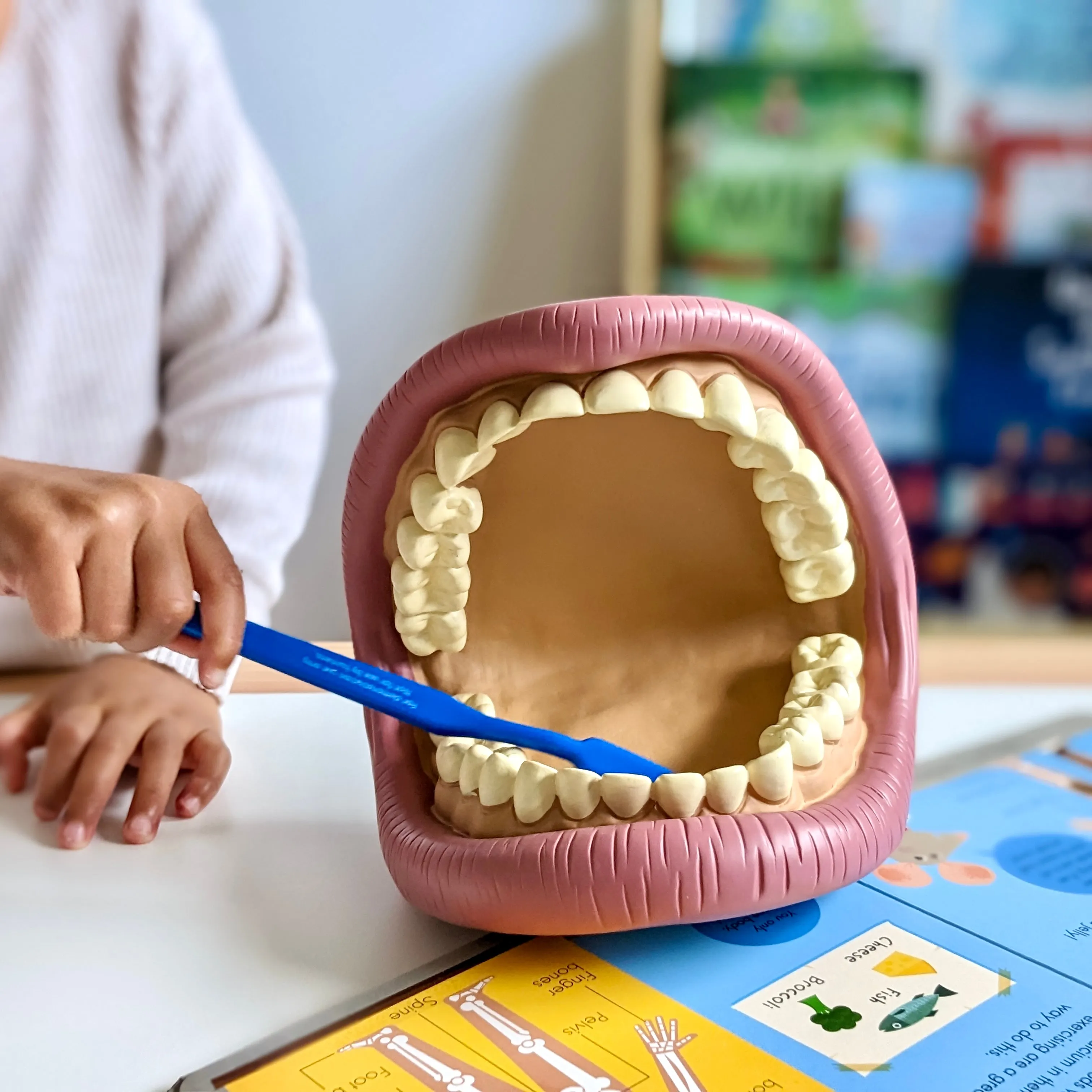 Giant Teeth Demonstration Model Early Science STEM Toys 3yrs 